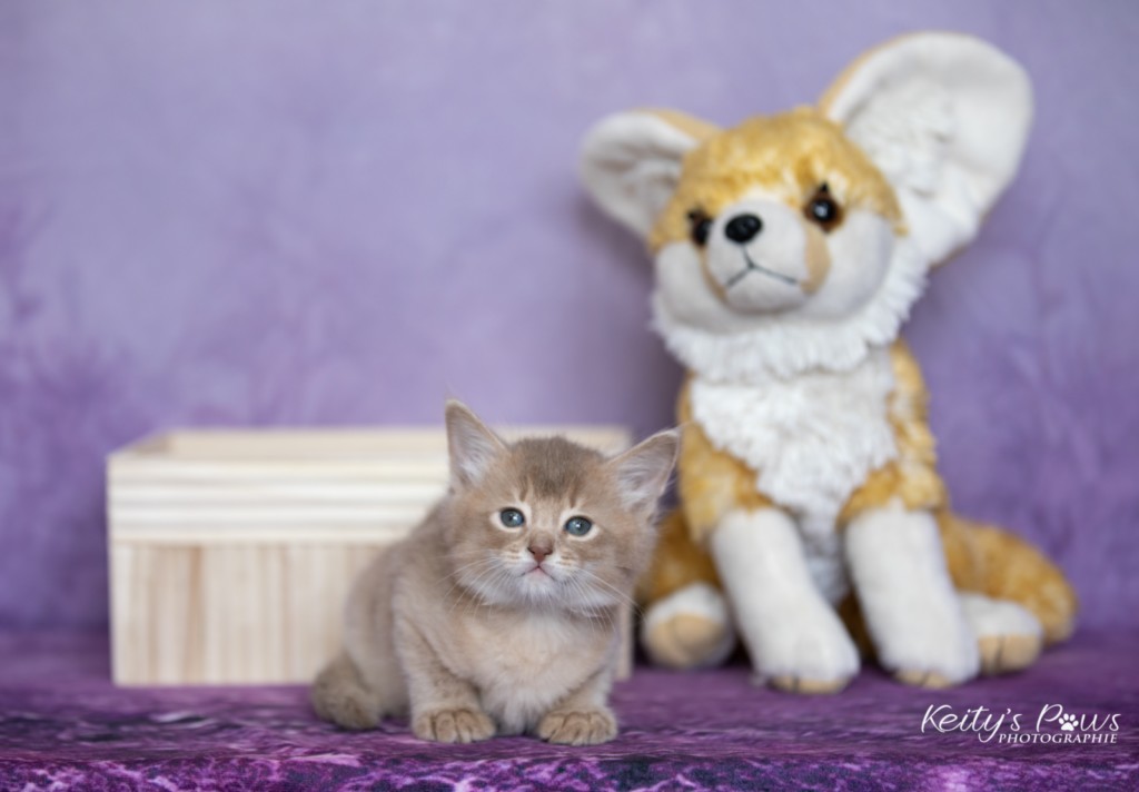 BorealBright-Braum (Fawn) 1 Mois