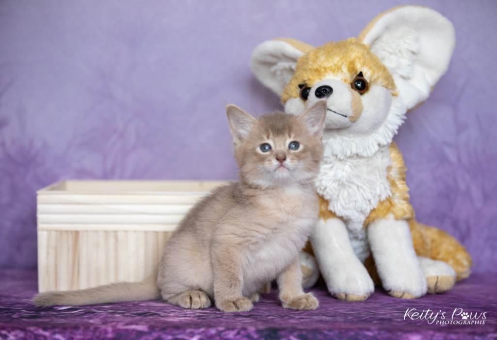 BorealBright-Braum (Fawn) 1 Mois