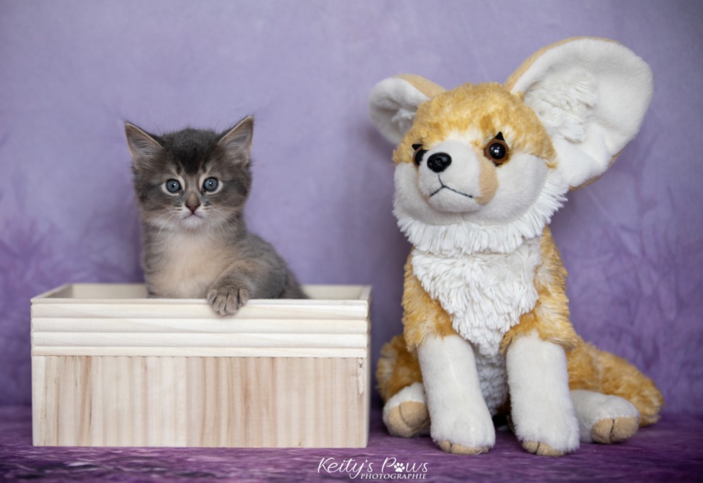 BlueMoon (Bleu) 1 Mois