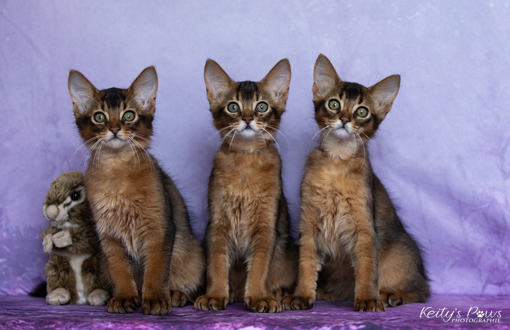 WhisperStar, Wing, Wind 2 Mois