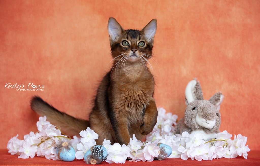  WhisperWing "Neko"  3 Mois