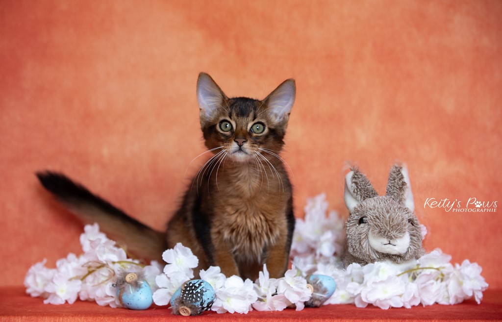 WhisperWing "Neko"  3 Mois