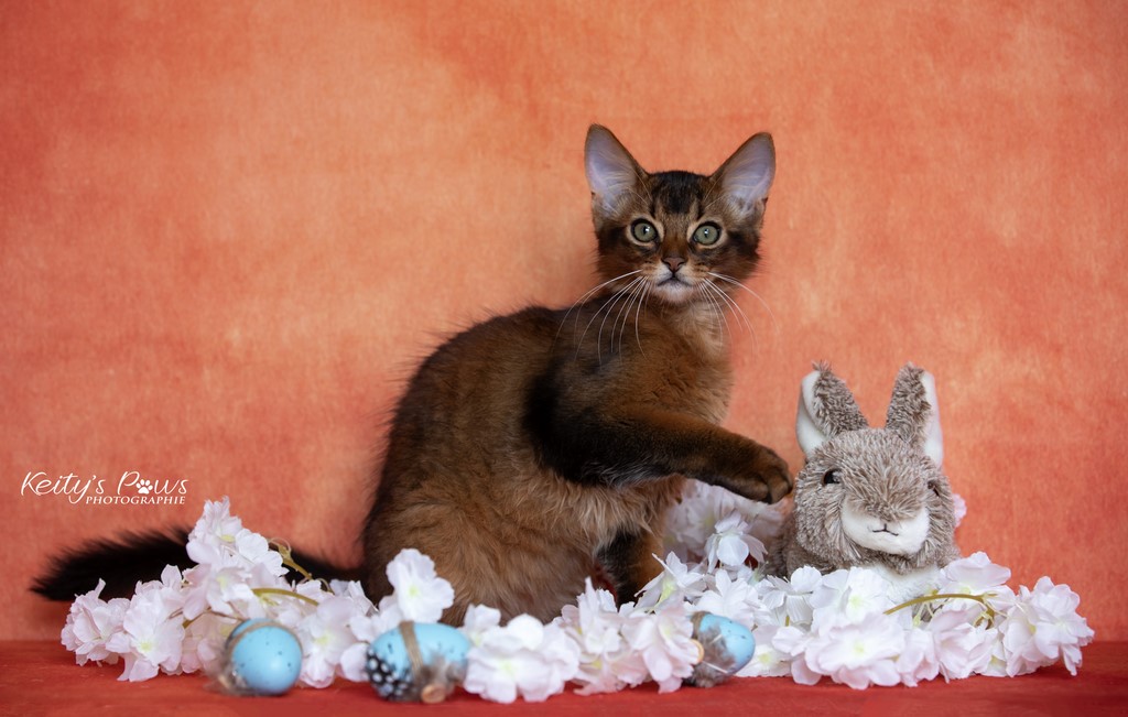 WhisperWing "Neko"  3 Mois