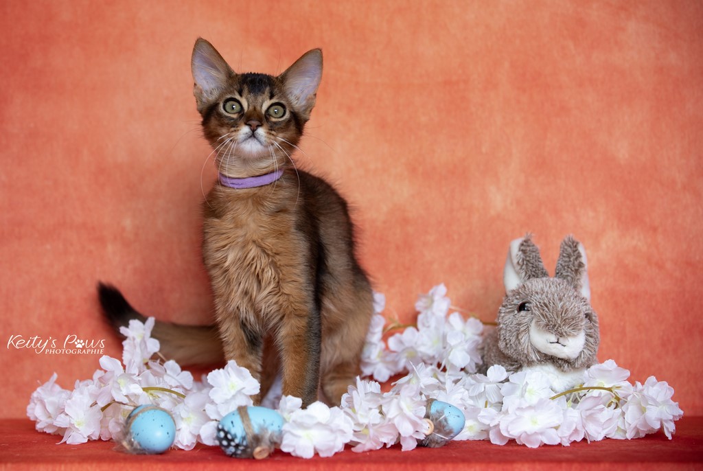  WhisperWind "Zorion"    v