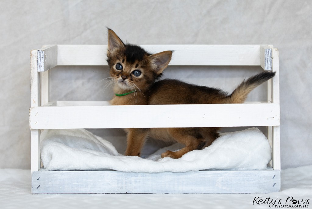 Amaretto-Aegon 1 Mois