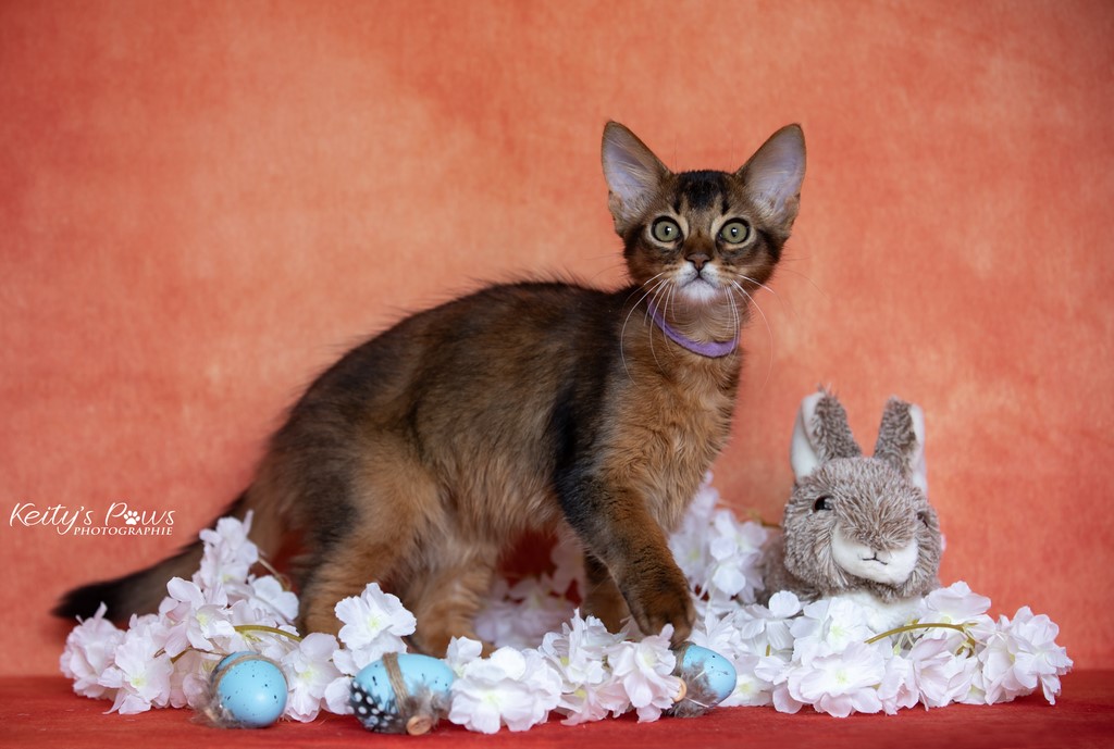  WhisperWind "Zorion"    3 Mois