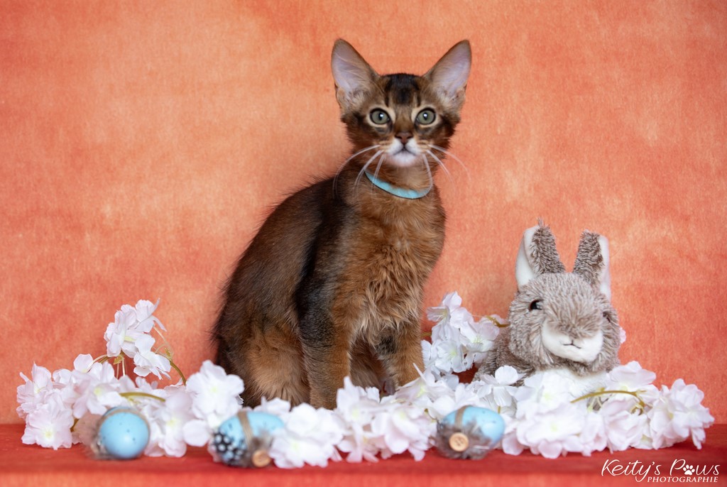  WhisperStar "Loki-Moka"   3 Mois