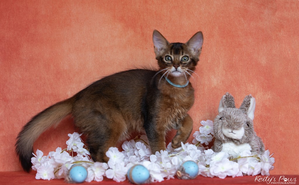  WhisperStar "Loki-Moka"  v