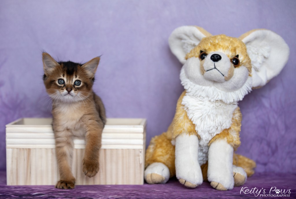 BlazeSpirit-Bowie (Lièvre) 1 Mois