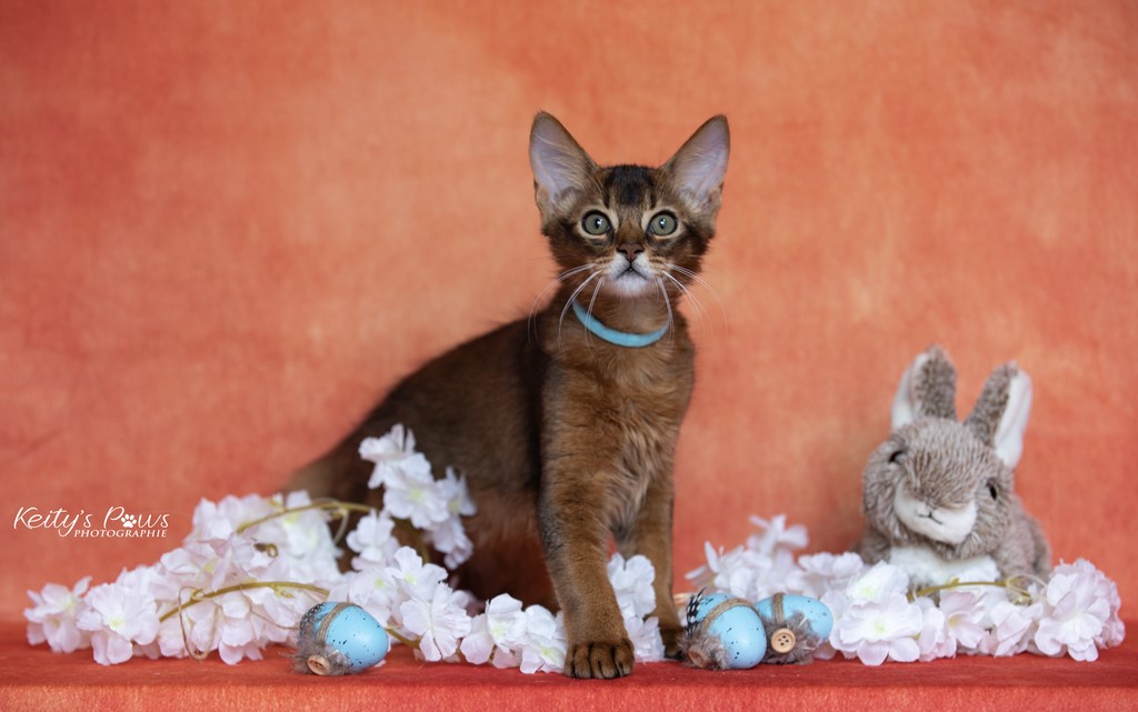  WhisperStar "Loki-Moka"  v