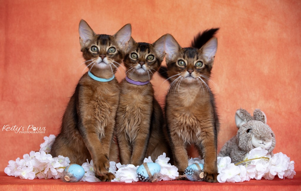  WhisperStar "Loki-Moka"   WhisperWind "Zorion"   WhisperWing "Neko"  3 Mois