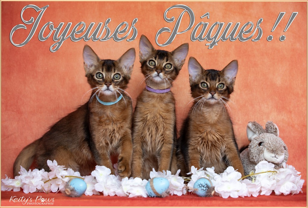  WhisperStar "Loki-Moka"   WhisperWind "Zorion"   WhisperWing "Neko"  3 Mois