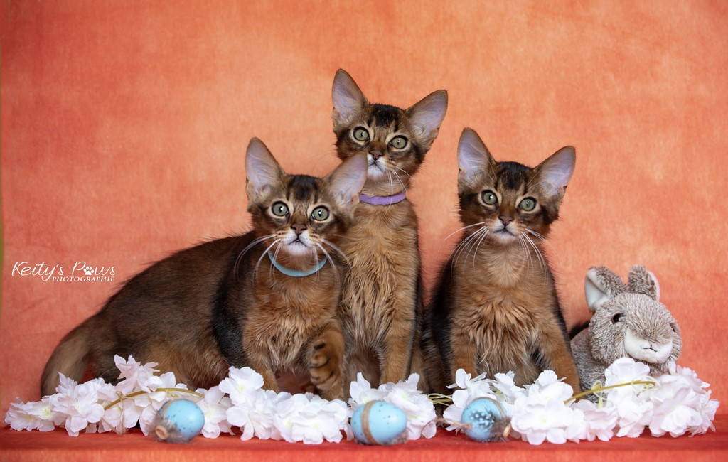  WhisperStar "Loki-Moka"   WhisperWind "Zorion"   WhisperWing "Neko"  3 Mois