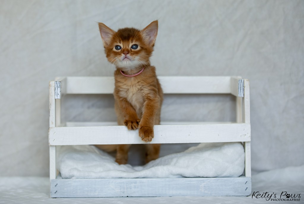 After-Eight Minty  1 Mois