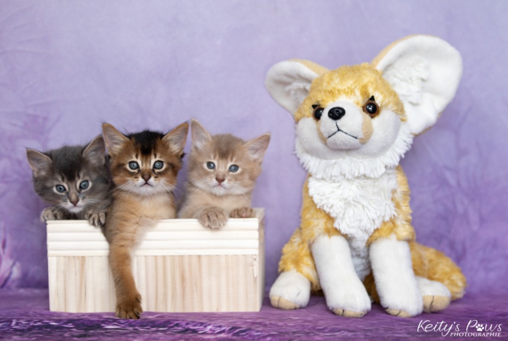 BlueMoon (bleu)-BlazeSpirit-Bowie (Lièvre) & BorealBright (Fawn) 1 Mois