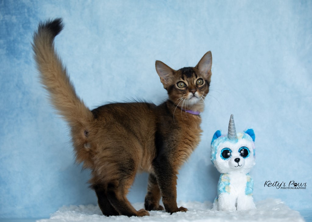 WhisperWind "Zorion"   3 Mois