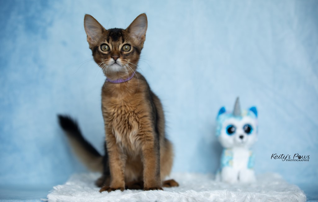 WhisperWind "Zorion"   3 Mois