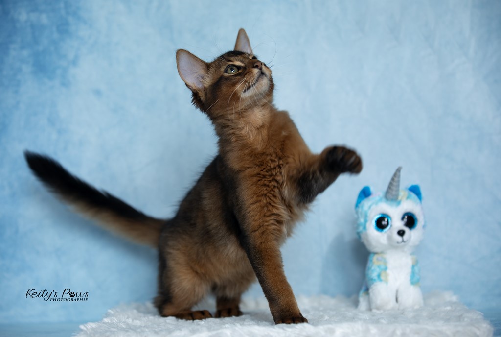 WhisperWing "Neko"  3 Mois