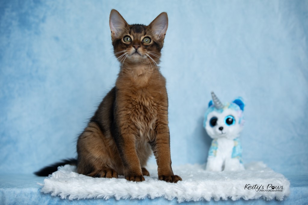 WhisperWing "Neko"  3 Mois