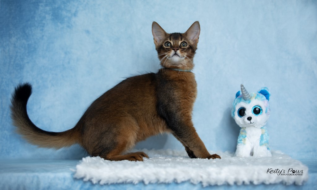  WhisperStar "Loki-Moka"    3 Mois