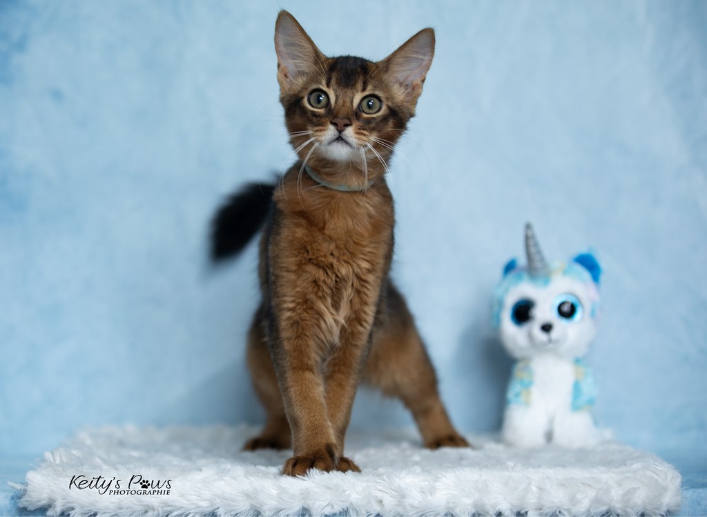  WhisperStar "Loki-Moka"    3 Mois