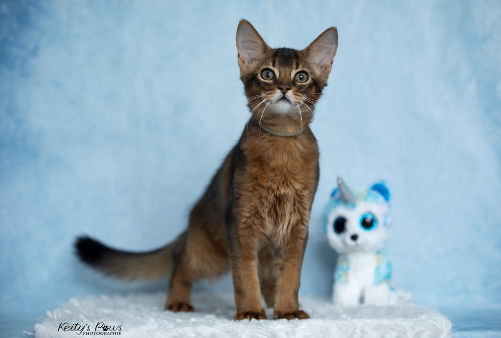  WhisperStar "Loki-Moka"    3 Mois