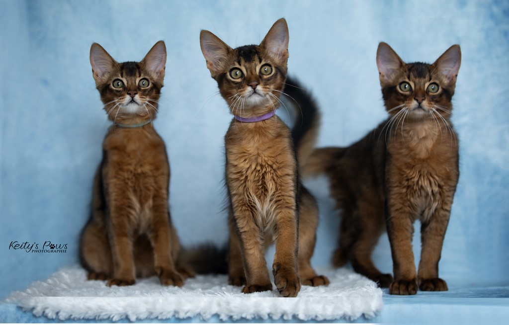  WhisperStar "Loki-Moka"   WhisperWind "Zorion"   WhisperWing "Neko"  3 Mois