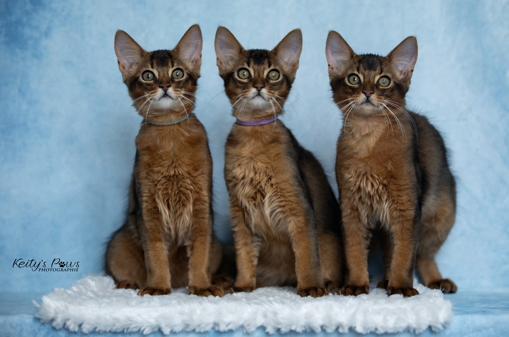  WhisperStar "Loki-Moka"   WhisperWind "Zorion"   WhisperWing "Neko"  3 Mois