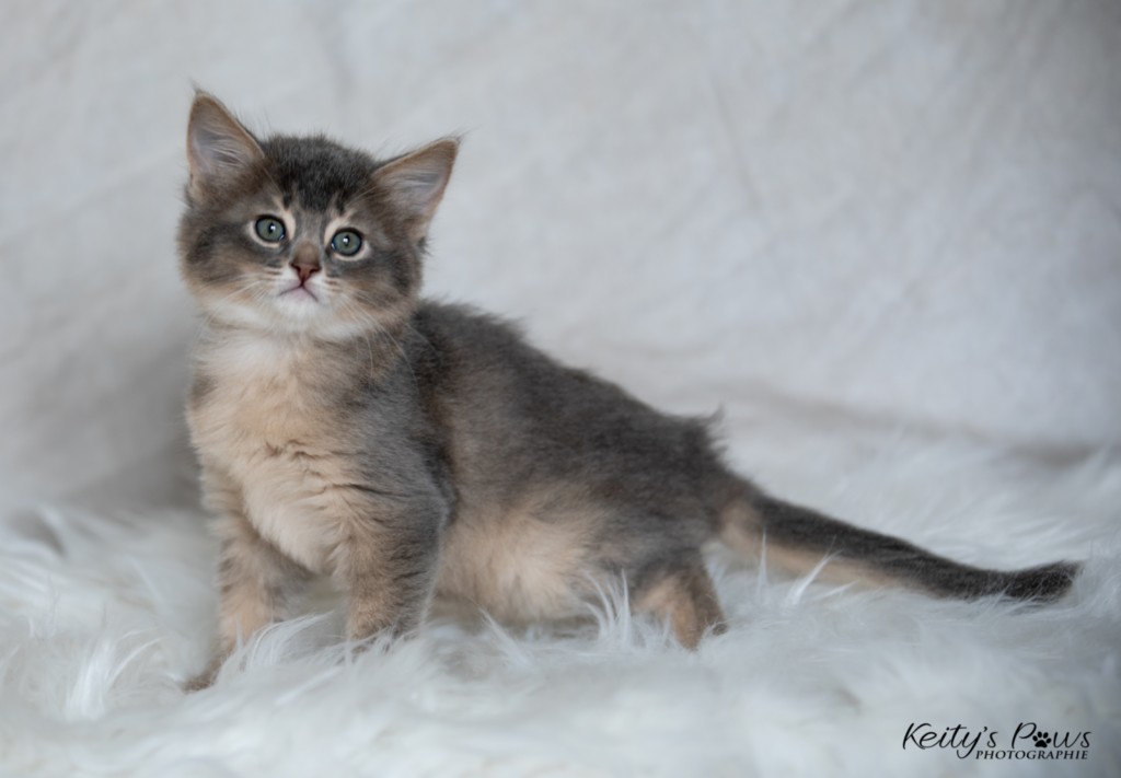 BlueMoon (Bleu) 1 Mois