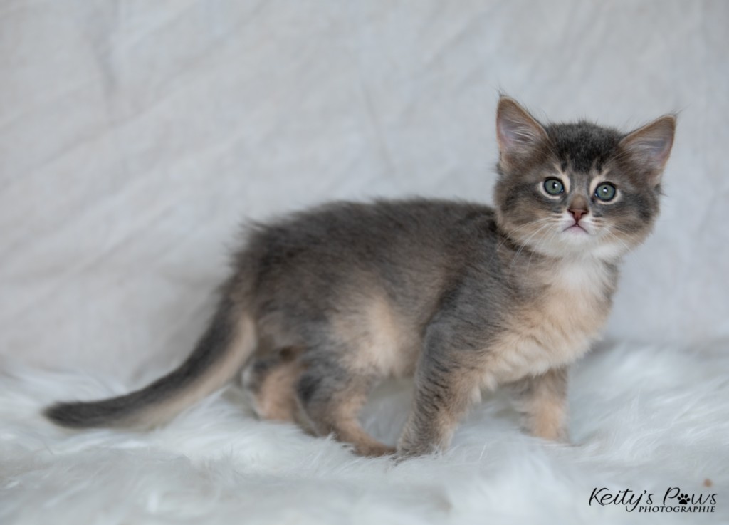 BlueMoon (Bleu) 1 Mois