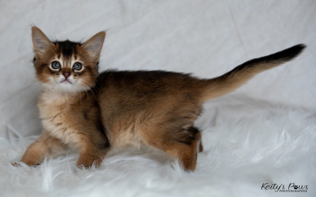 BlazeSpirit-Bowie (Lièvre) 1 Mois