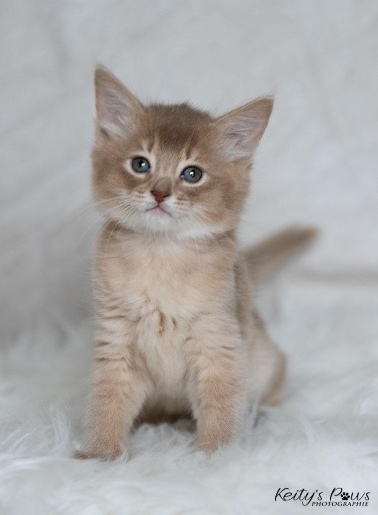 BorealBright-Braum (Fawn) 1 Mois