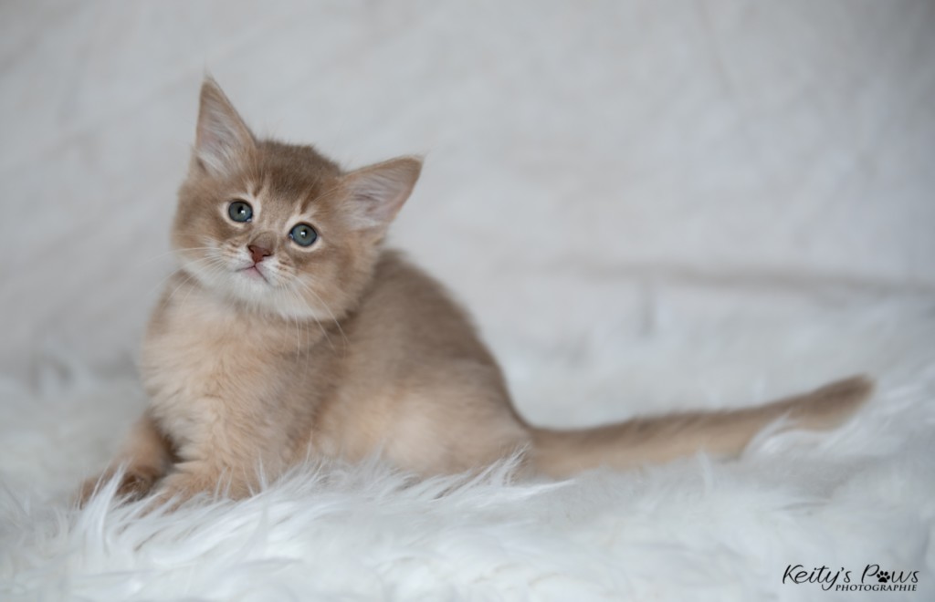 BorealBright-Braum (Fawn) 1 Mois