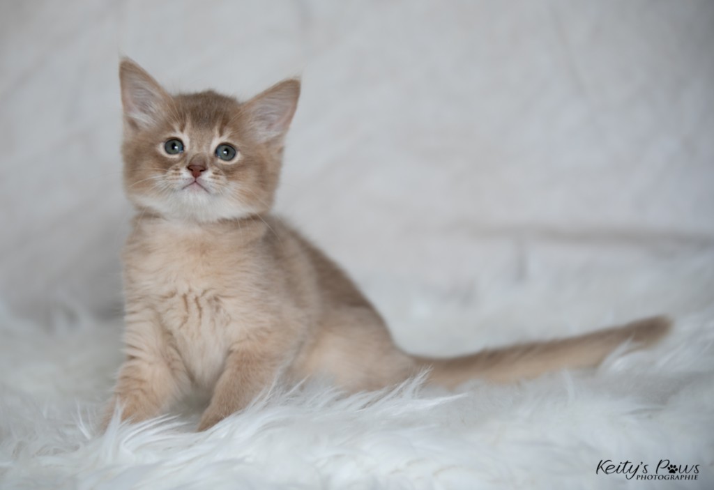 BorealBright-Braum (Fawn) 1 Mois