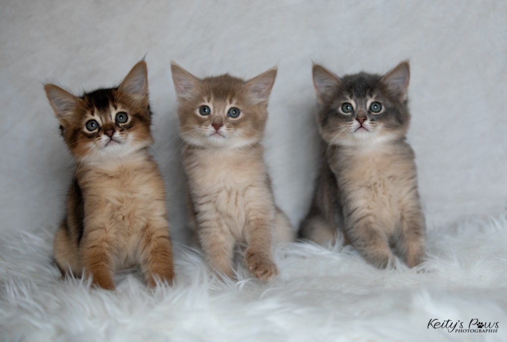 BlueMoon (bleu)-BlazeSpirit-Bowie (Lièvre) & BorealBright (Fawn) 1 Mois
