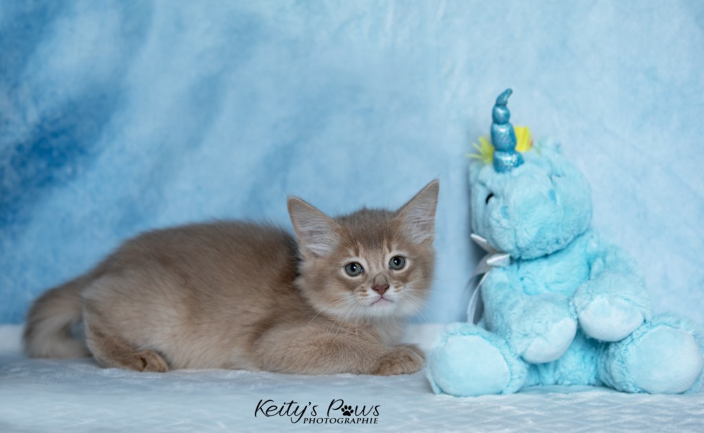 BorealBright-Braum (Fawn) 1 Mois