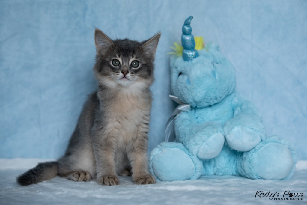 BlueMoon (Bleu) 1 Mois