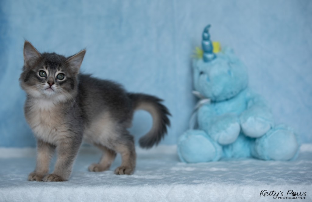 BlueMoon (Bleu) 1 Mois