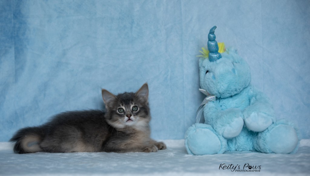 BlueMoon (Bleu) 1 Mois