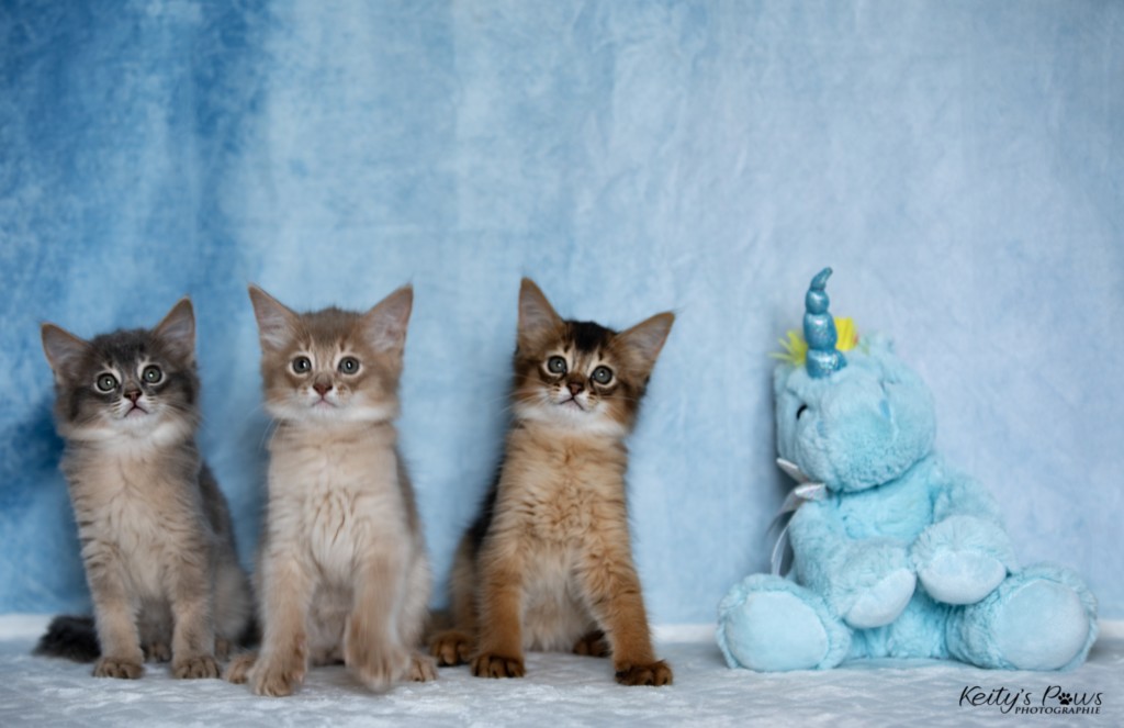 BlueMoon (bleu)-BlazeSpirit-Bowie (Lièvre) & BorealBright (Fawn) 1 Mois