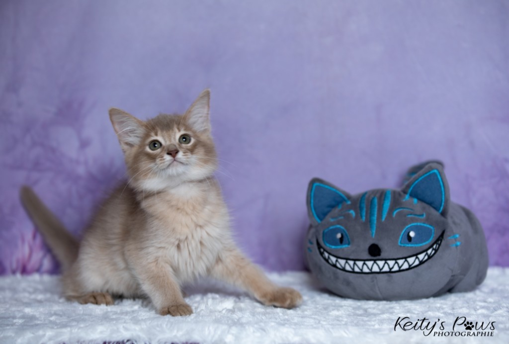 BorealBright (Fawn) 2 Mois