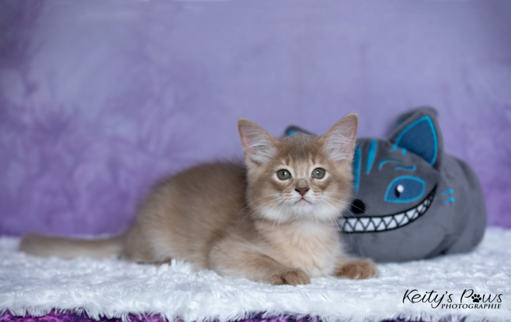 BorealBright (Fawn) 2 Mois