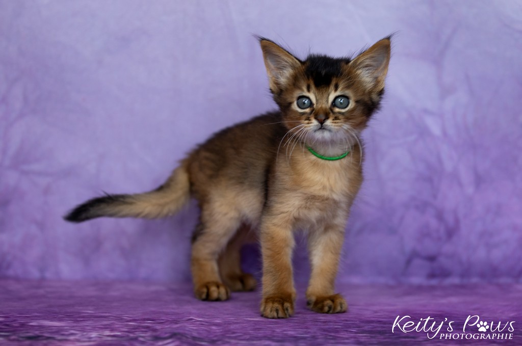 Amaretto-Aegon 1 Mois