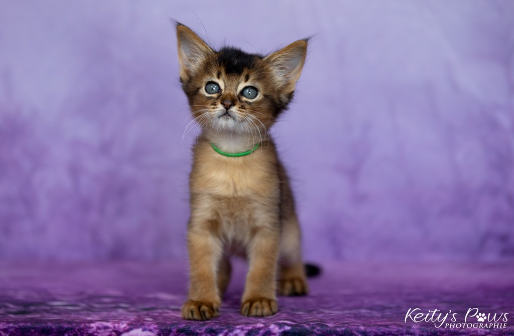 Amaretto-Aegon 1 Mois