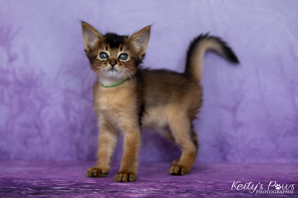 Amaretto-Aegon 1 Mois