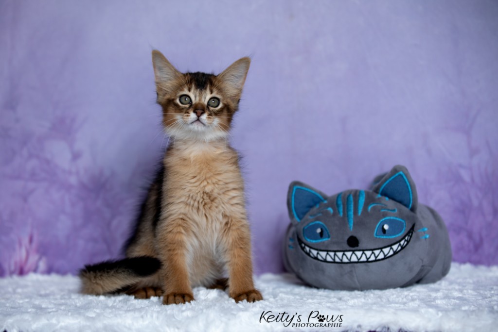  BlazeSpirit-Bowie (Lièvre)  2  Mois