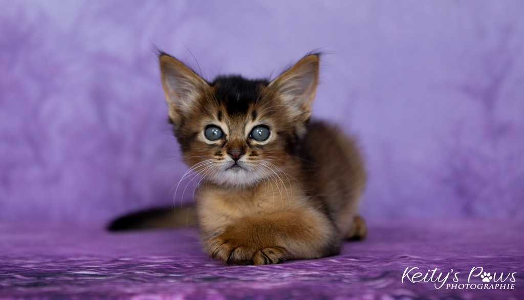 Amaretto-Aegon 1 Mois