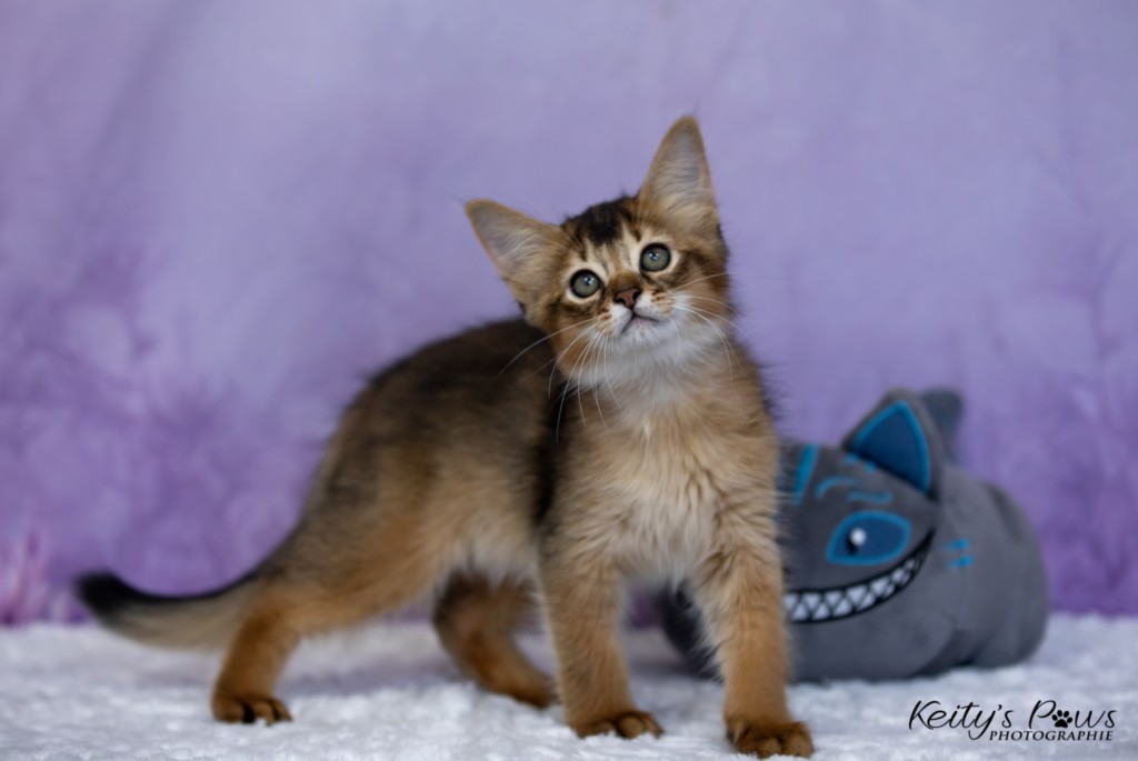  BlazeSpirit-Bowie (Lièvre)  2  Mois