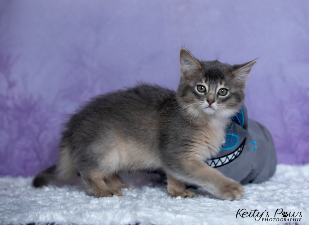 BlueMoon (bleu)  2 Mois