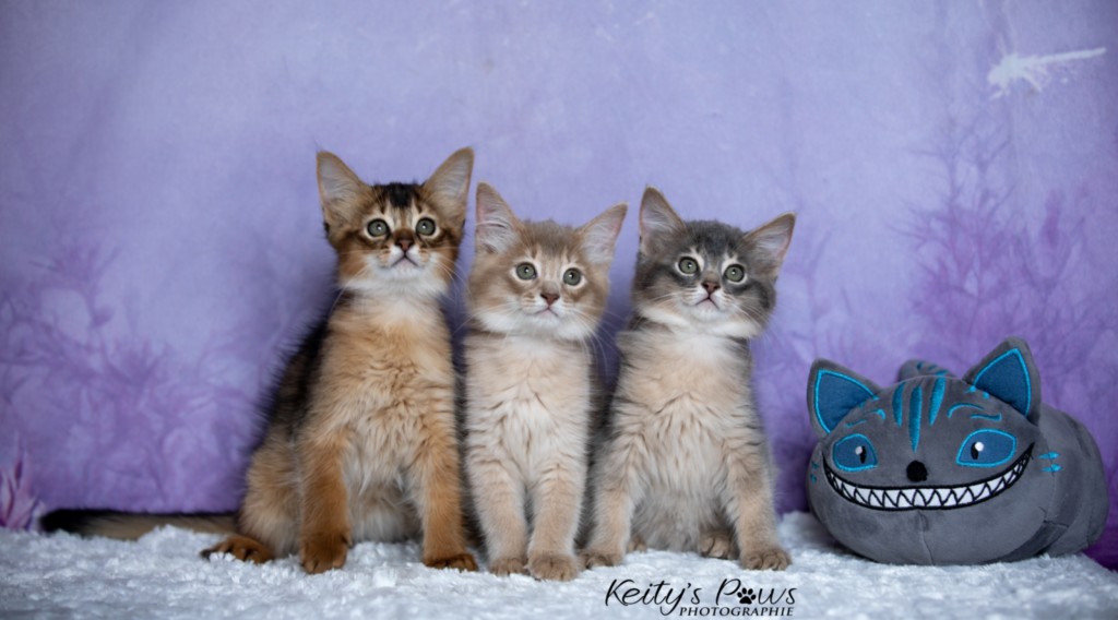 BlueMoon (bleu)-BlazeSpirit-Bowie (Lièvre) & BorealBright (Fawn) 2  Mois